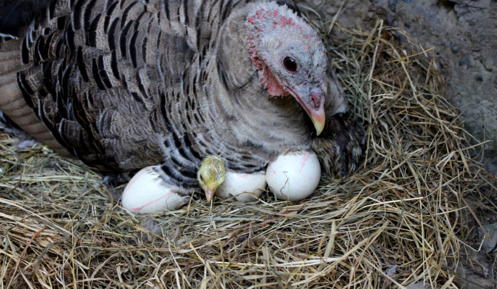 turkey nesting 
