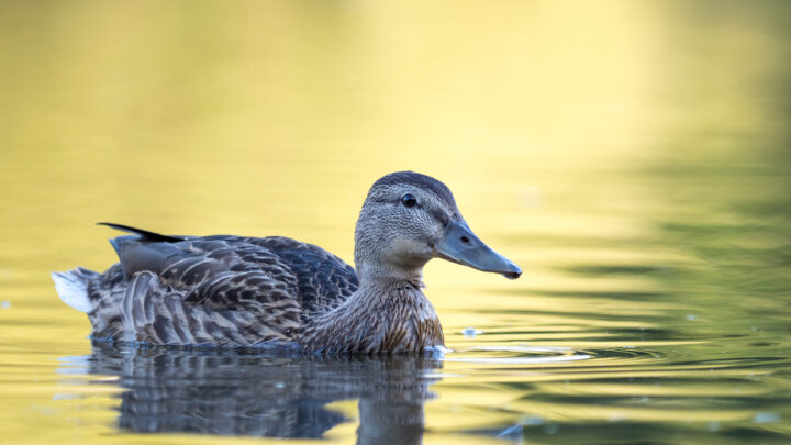 wild duck swimming