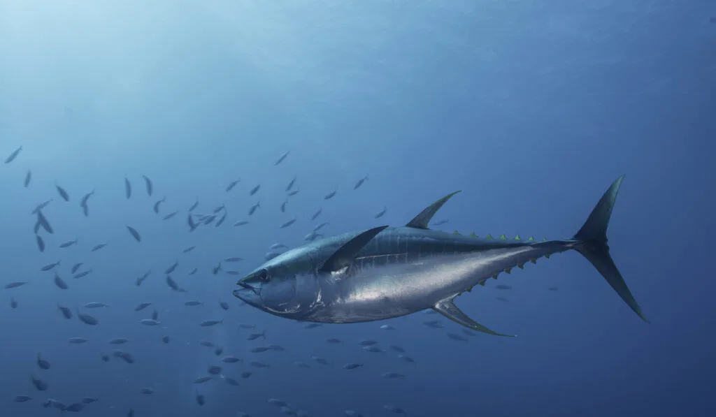 yellowfin tuna