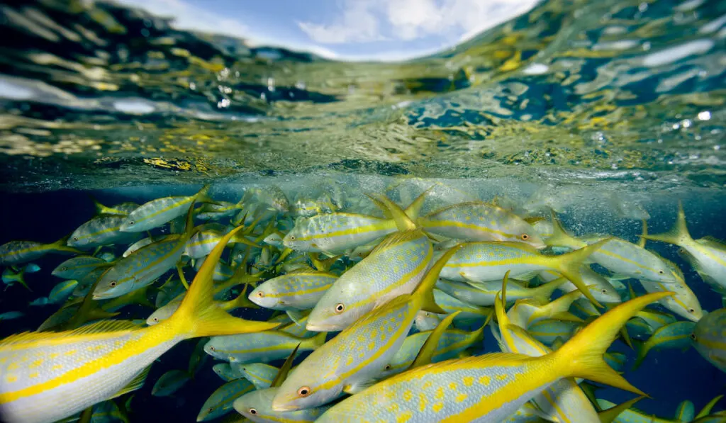 yellowtail snapper