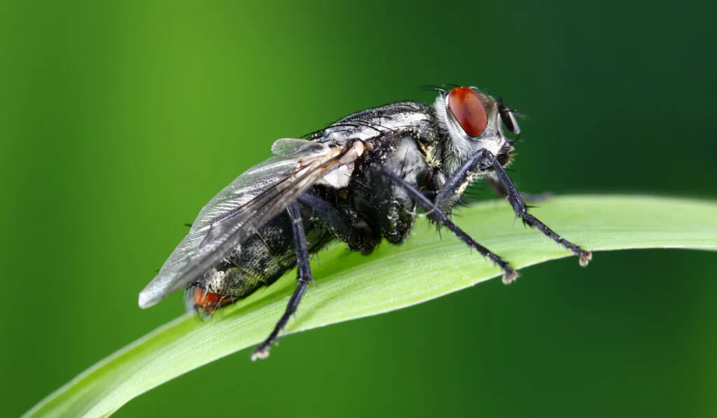 fly on a leaf