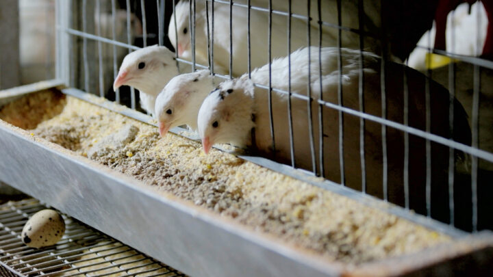 quails caged