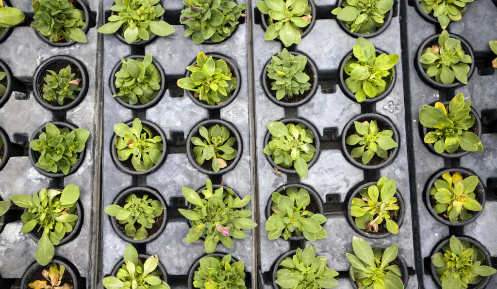 seedling greenhouse