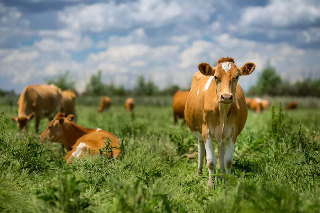 Guernsey Cattles in the field on a sunny day 