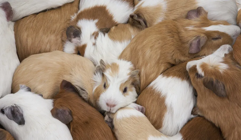 a lot of guinea pigs