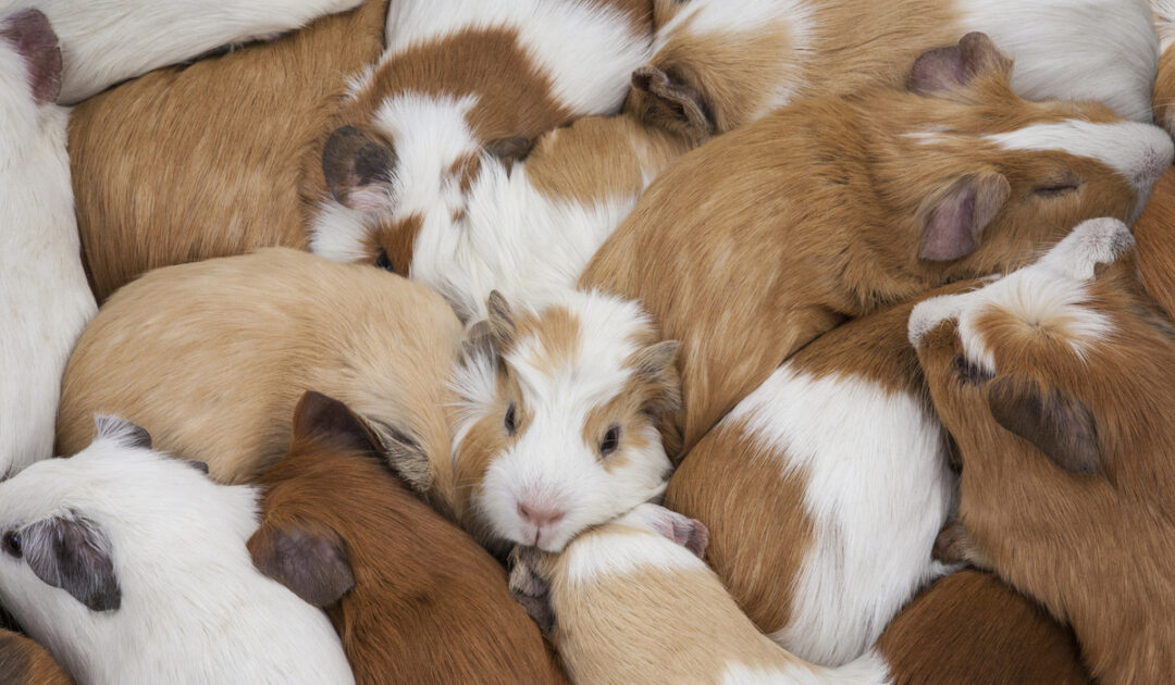 How Much Do Guinea Pigs Cost? Farmhouse Guide