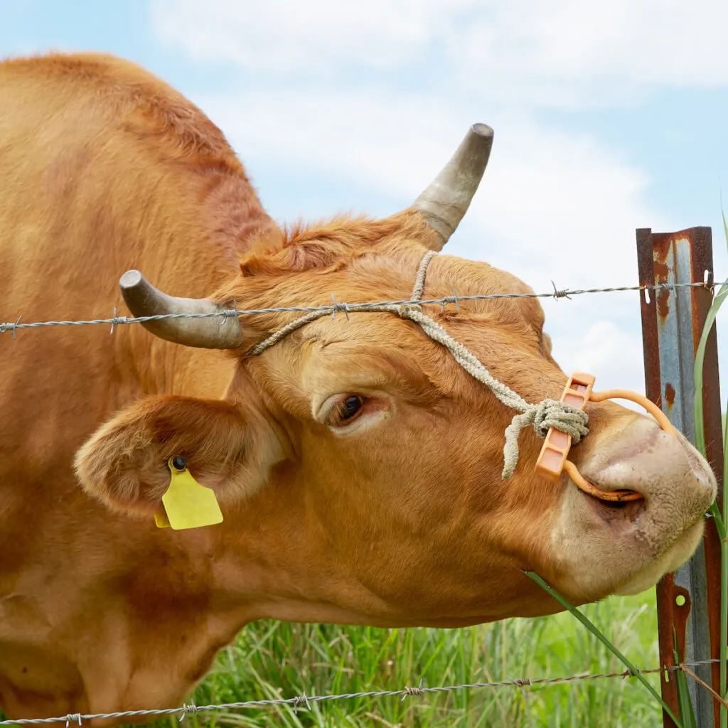 japanese brown cattle or akaushi inside the metal fence