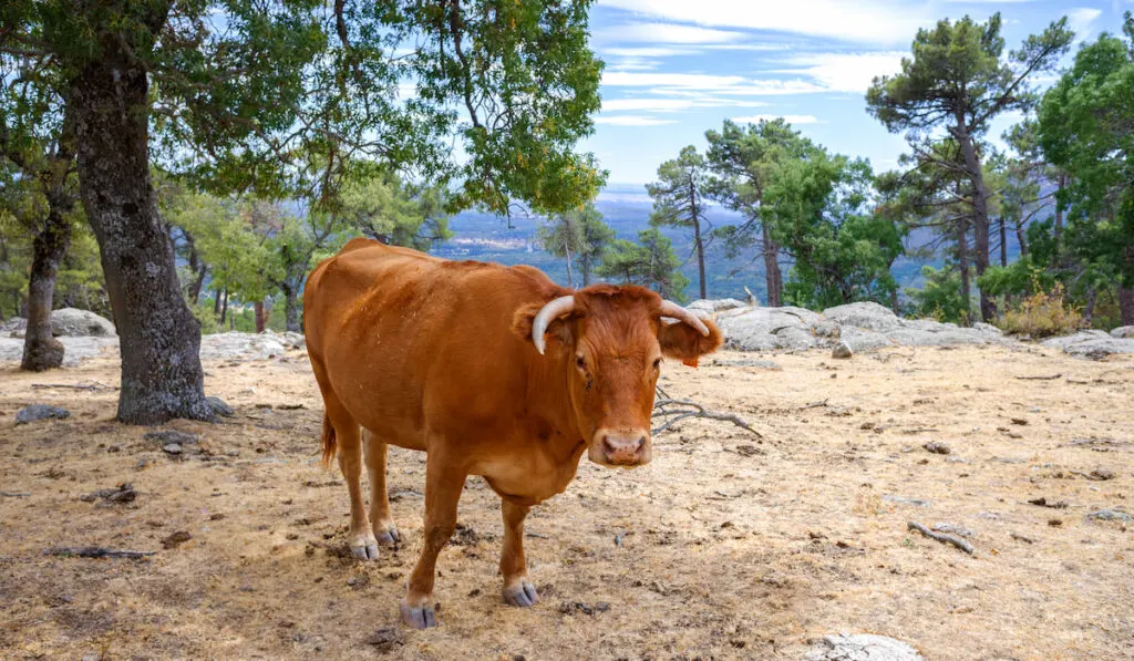 alentejana cattle on the mountain