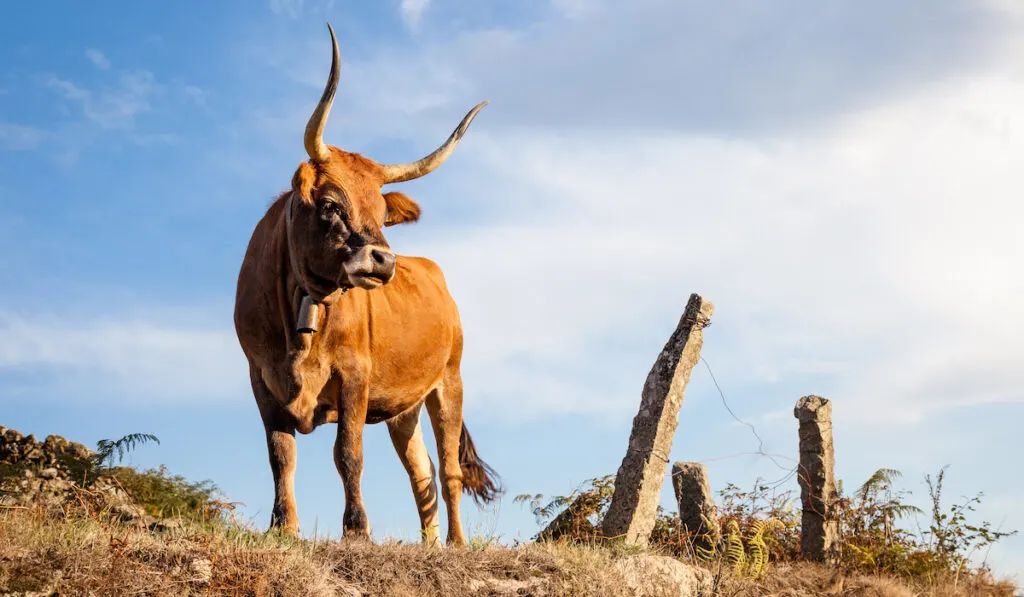 arouquesa cattle