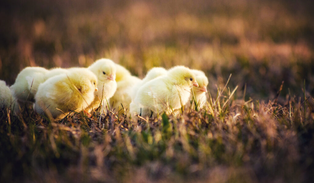 baby chicks on grass