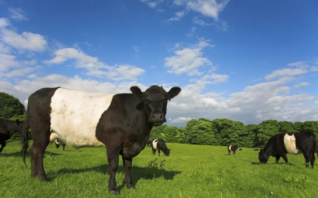 belted galloway cows