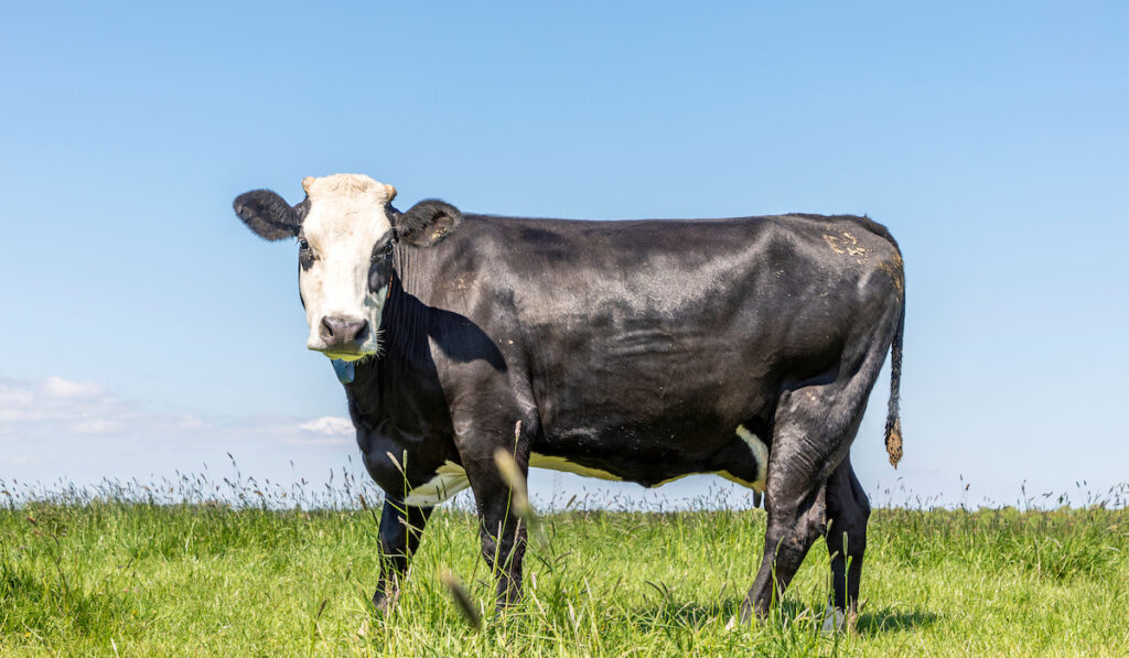 blaarkop cow standing in a grass field