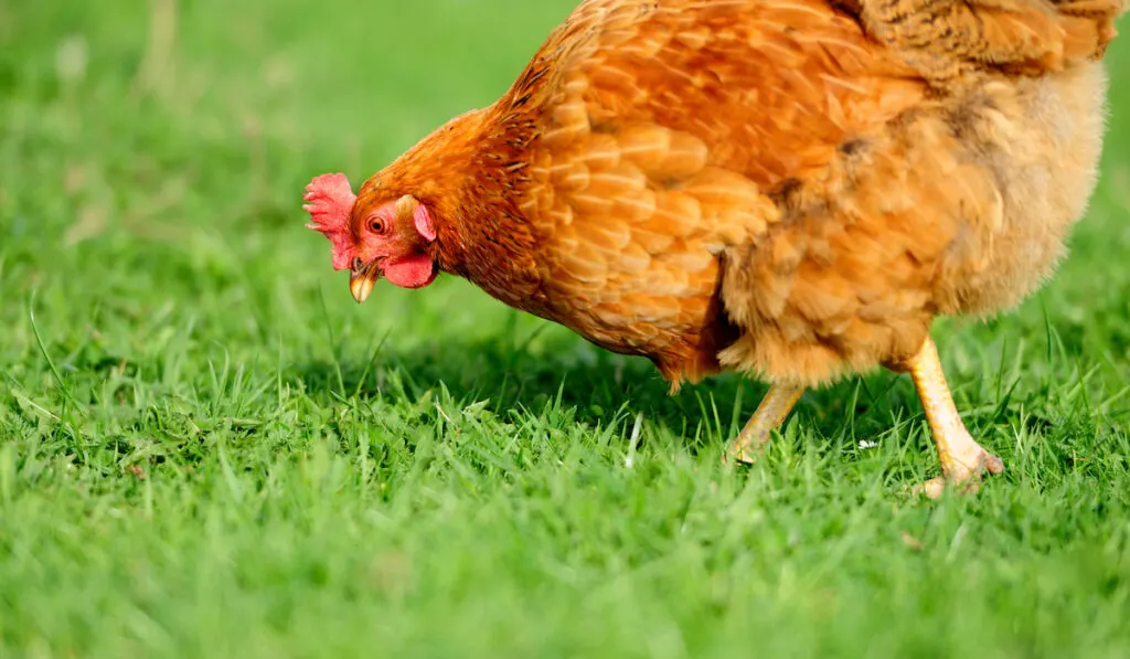 brown chicken looking for food