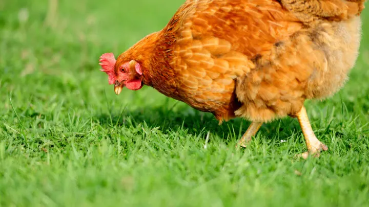brown chicken looking for food