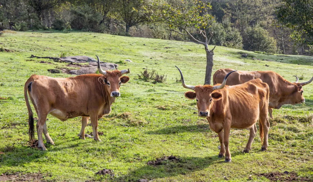 cachena cow