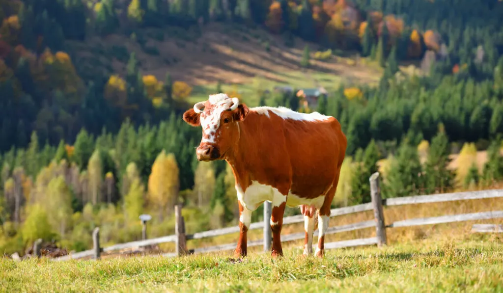 carpathian cattle