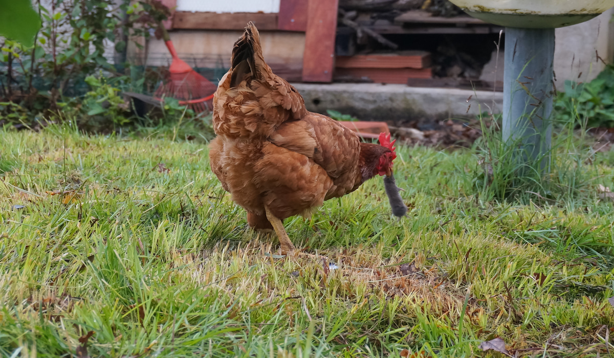 Do Chickens Eat Mice? Farmhouse Guide