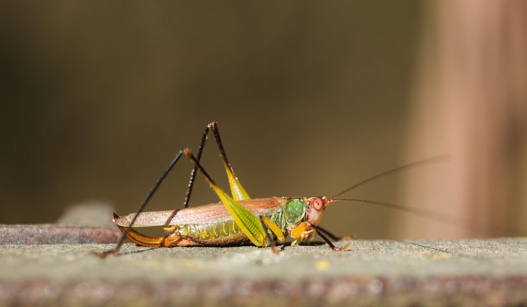 Do Chickens Eat and Locusts? Farmhouse Guide
