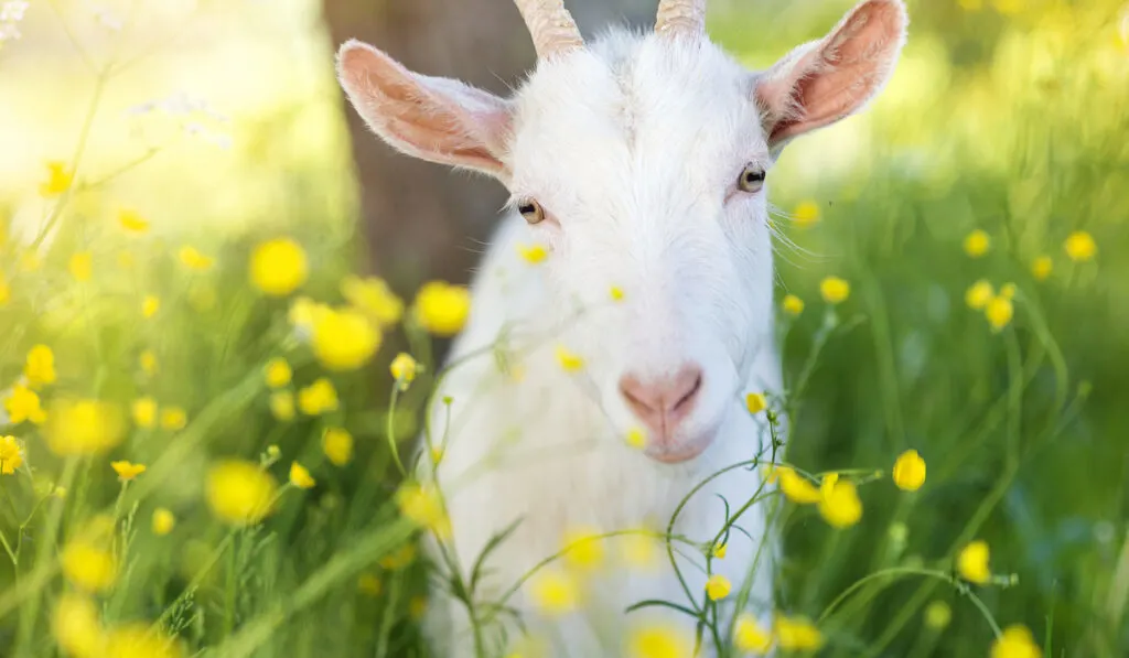 cute goat 