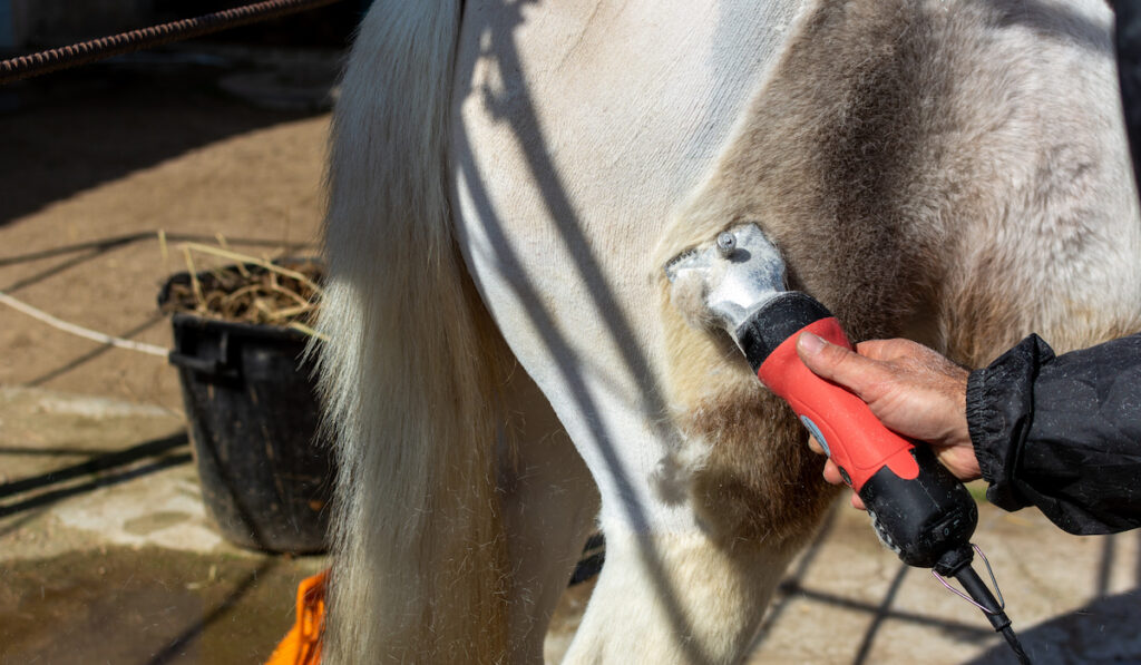 farmer using a clipper shaving the body of the horse