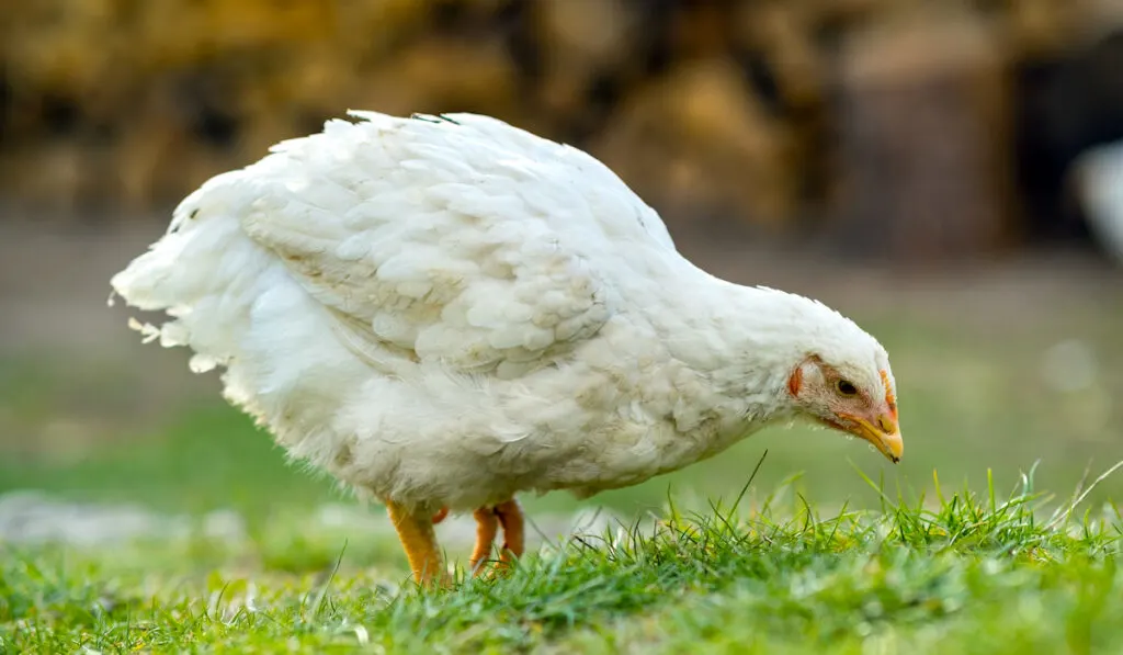 feeding on grass