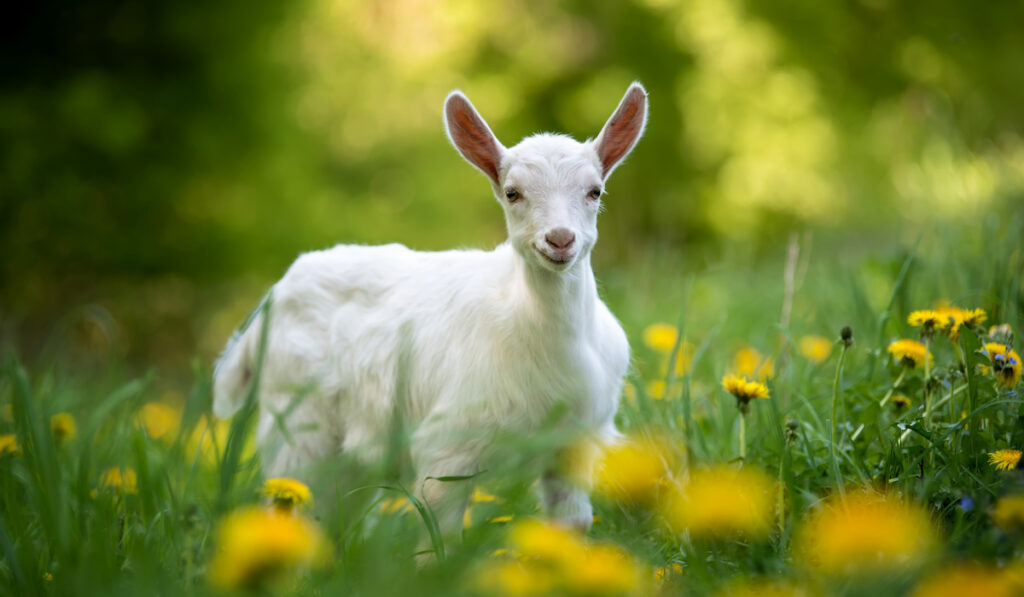 goat on pasture 