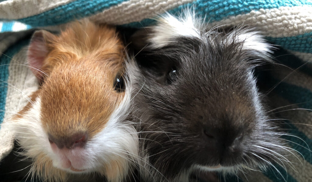 guinea pig bro and sis 