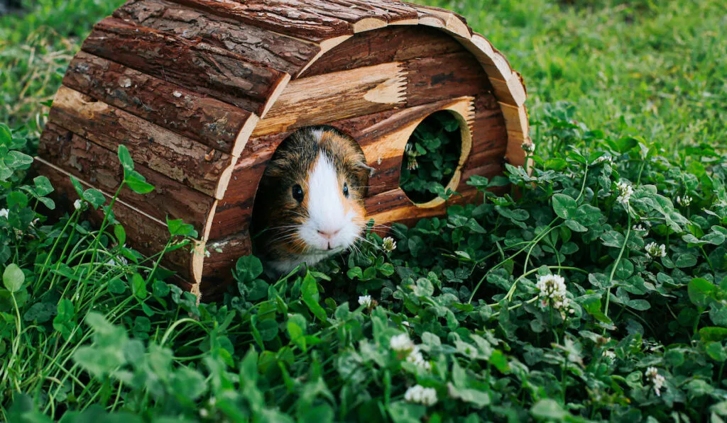 guinea pig house