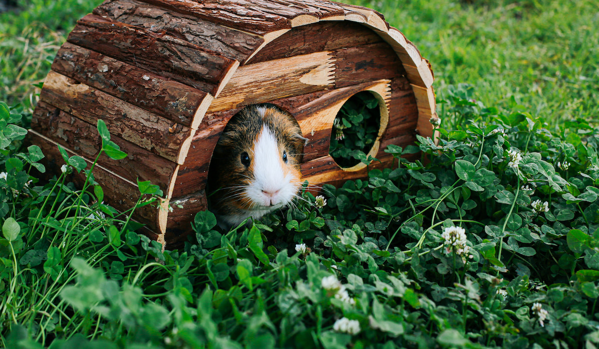 How Much Do Guinea Pigs Cost? Farmhouse Guide