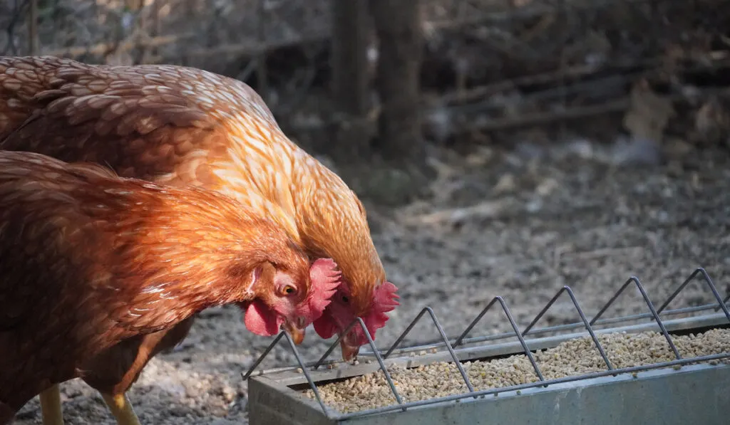 hens eating