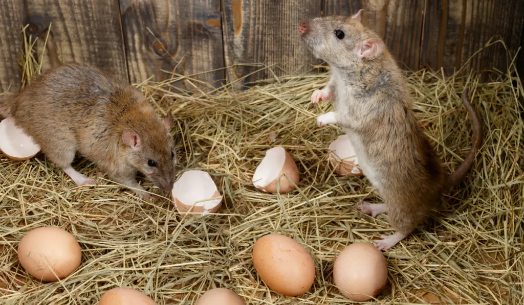 mice in chicken coop