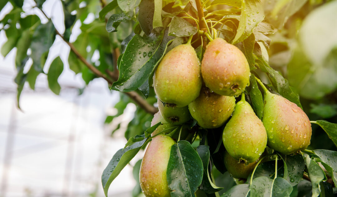 Can Goats Eat Pears? Farmhouse Guide