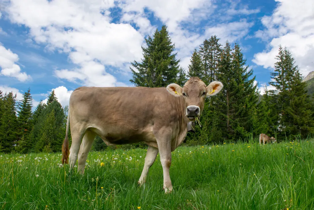 swiss cow in the field