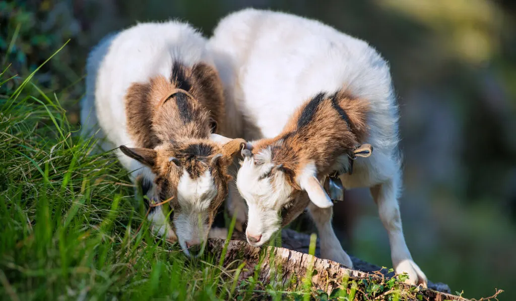 two goats eating grass