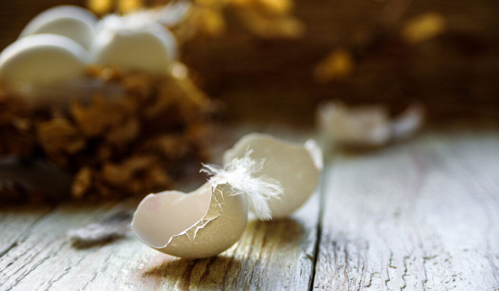 white egg shells on table
