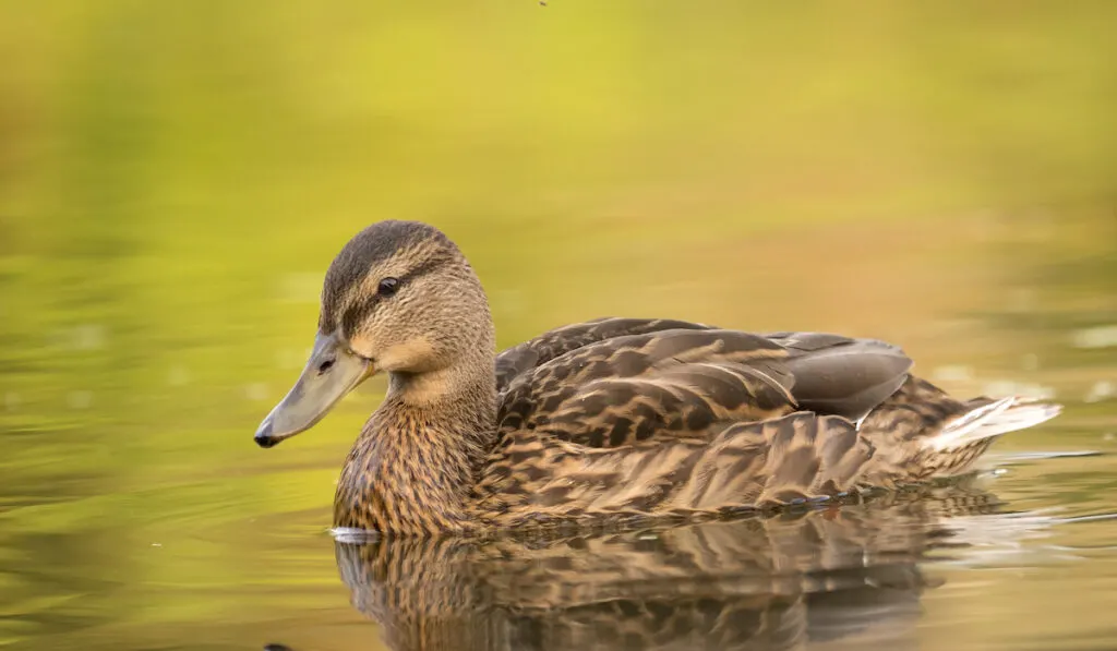 wild brown duck