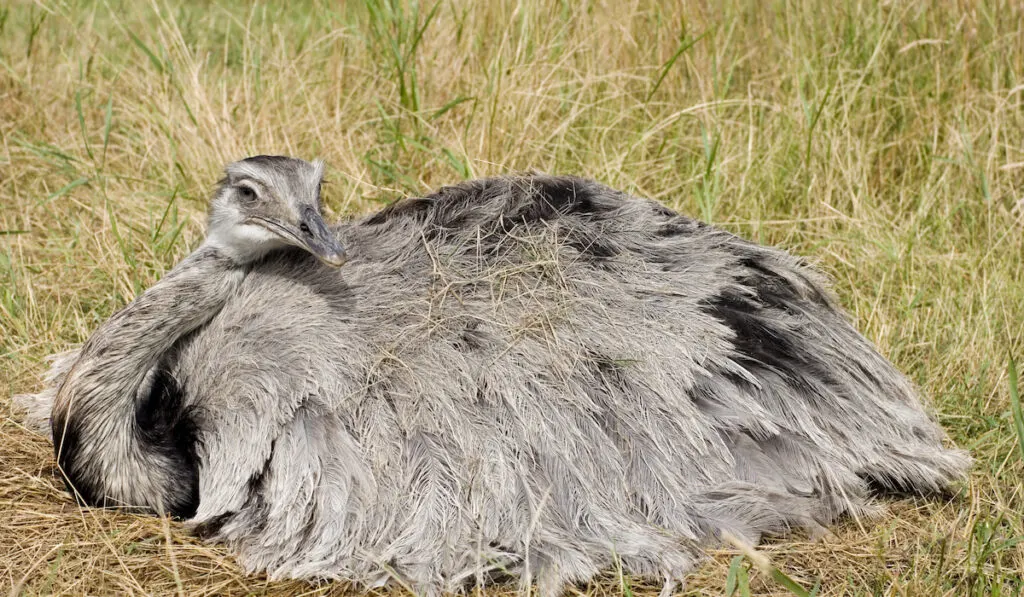 wild emu sitting down