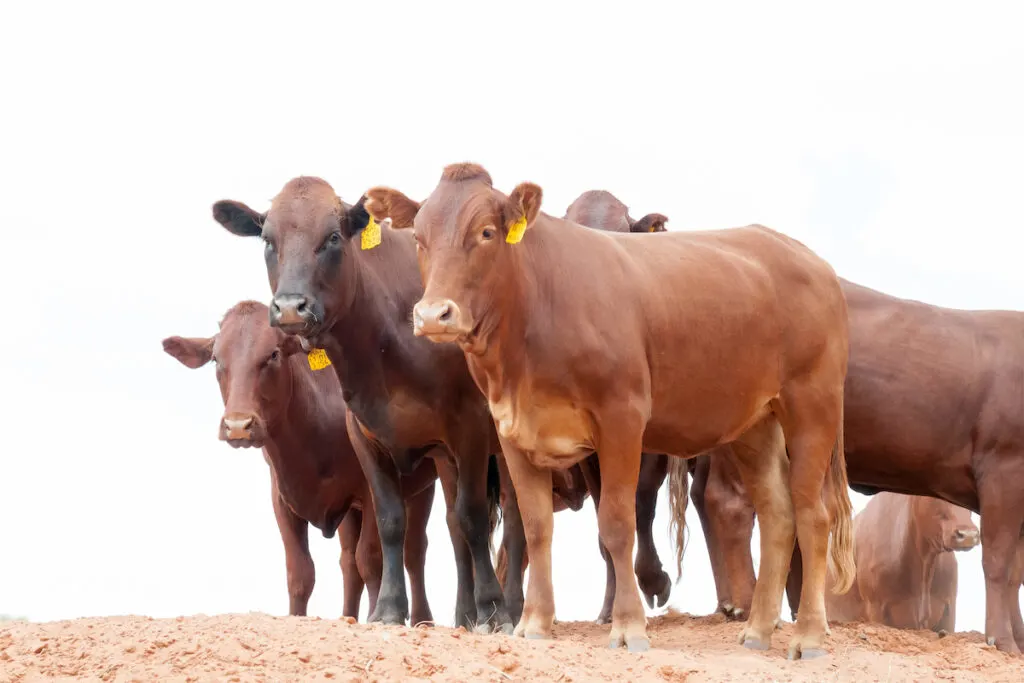 cattles on the desert