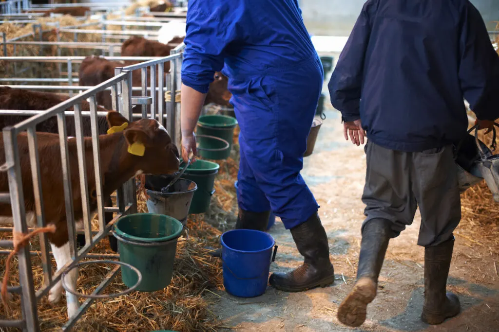 farm workers feeding the cattles in the farm house