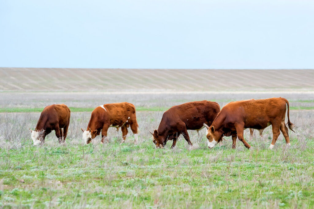 group of cattle eating grass in the meadow 