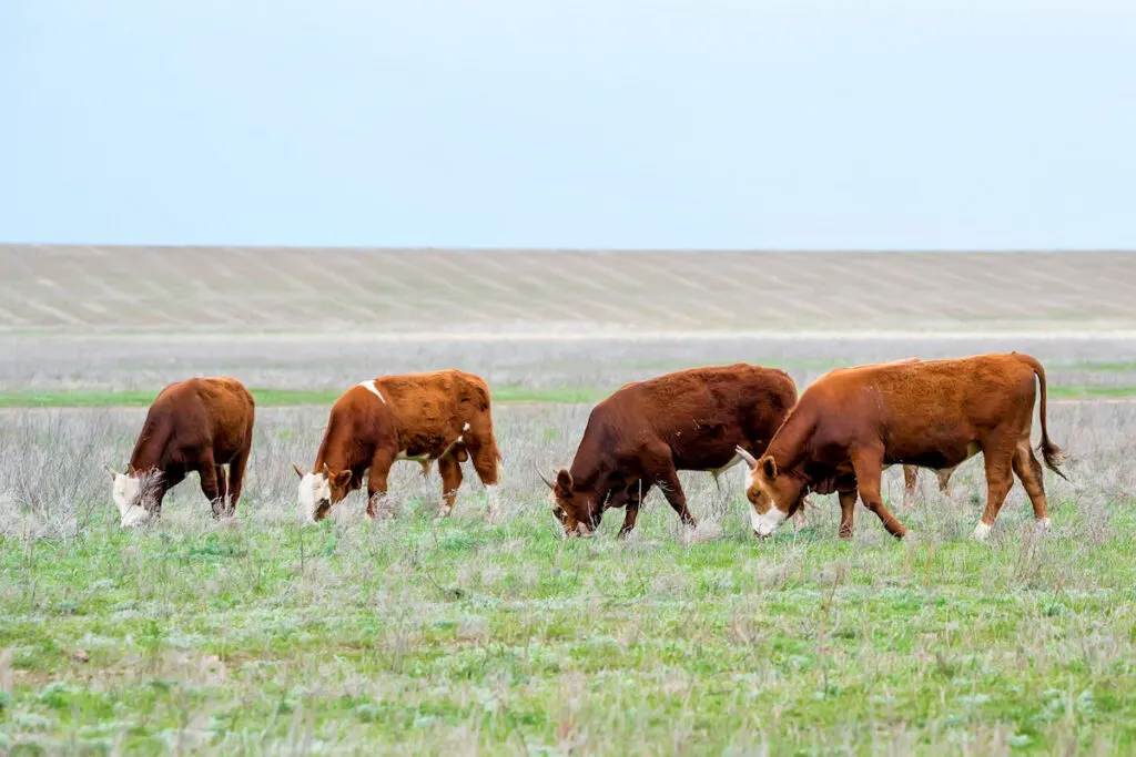 group of cattle eating grass in the meadow