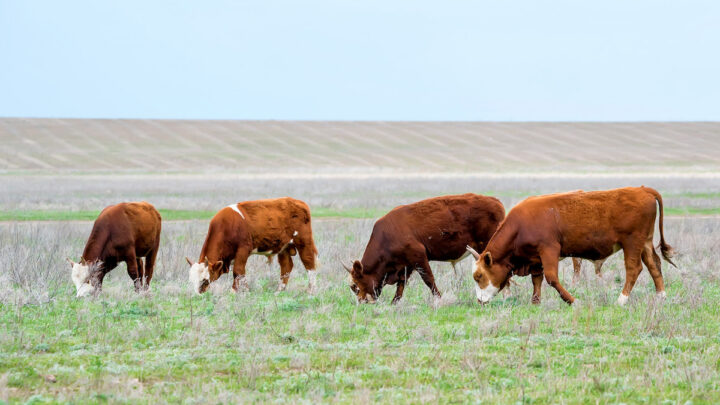 group of cattle eating grass in the meadow