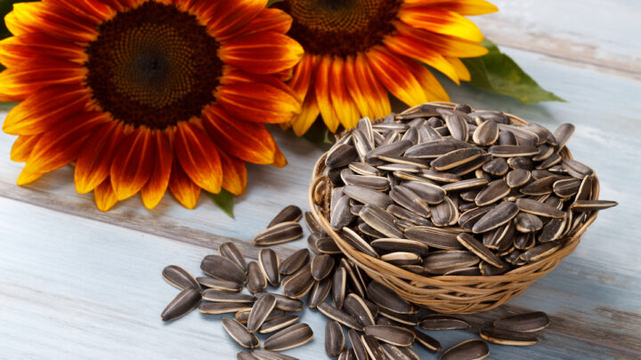sunflowers and sunflower seeds on the table