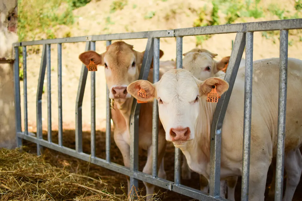 three cows looking on the fence