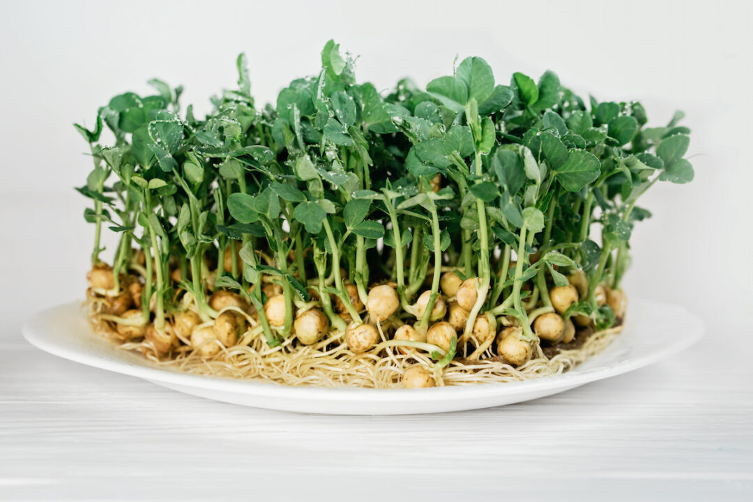 Can You Sprout Split Peas? Five Tips to Get Them Started Farmhouse Guide