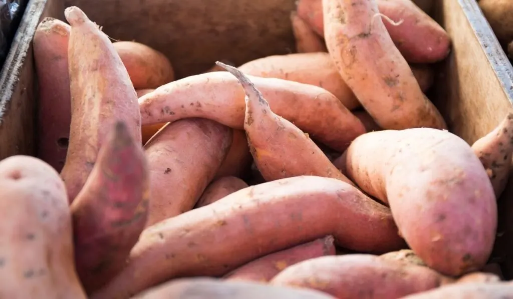 sweet potatoes in a box