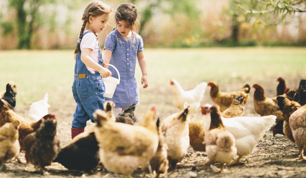 2 little girls with chickens
