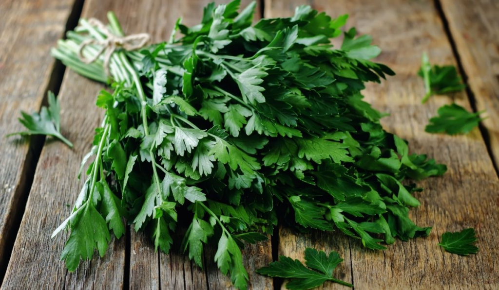 bunch of fresh parsley on a wooden table - ee220318