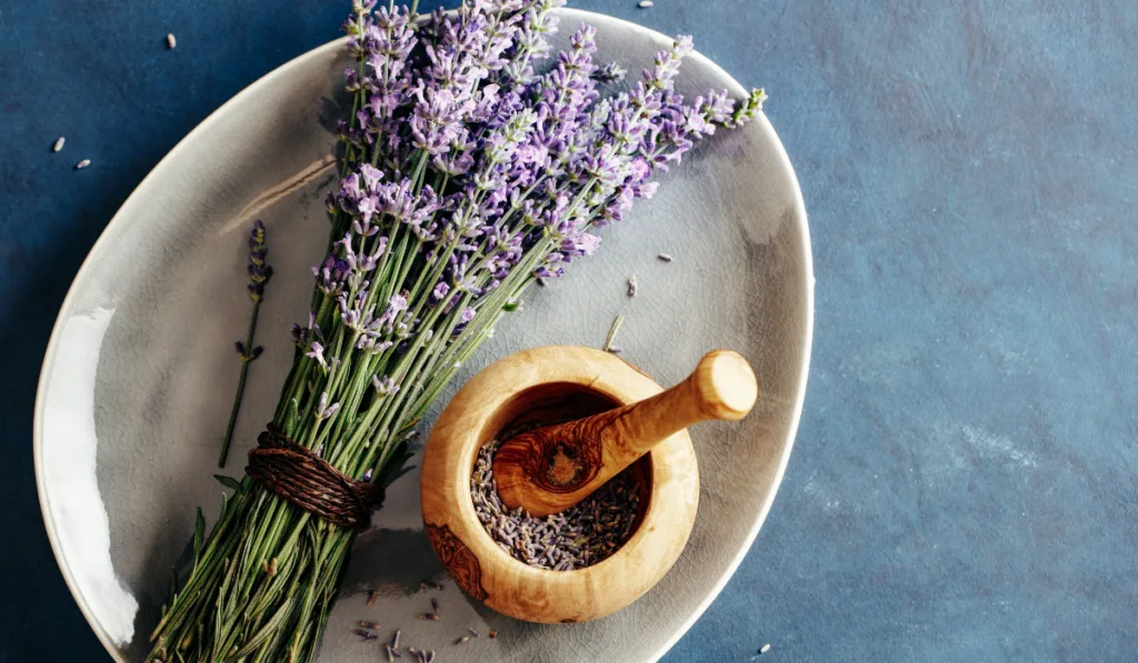 bundle of lavendar with wooden mortar with lavender flowers - ee220318