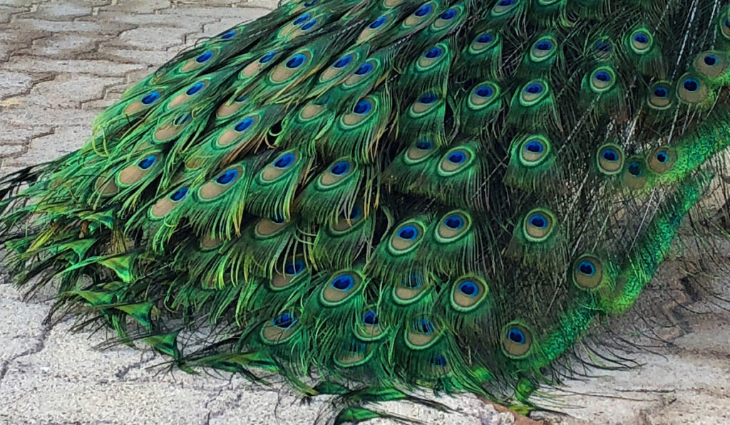 colorful peacock tail